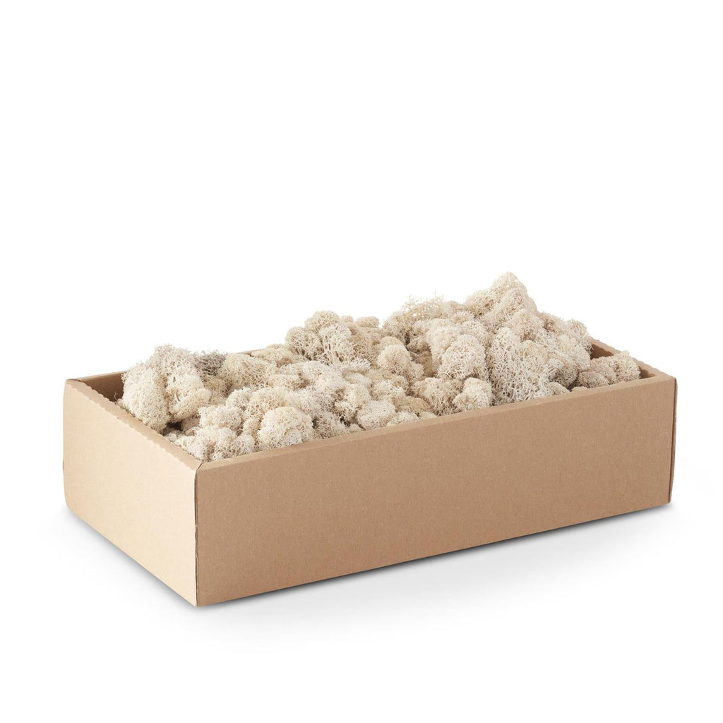 Box of Floral Moss | Cream or Green