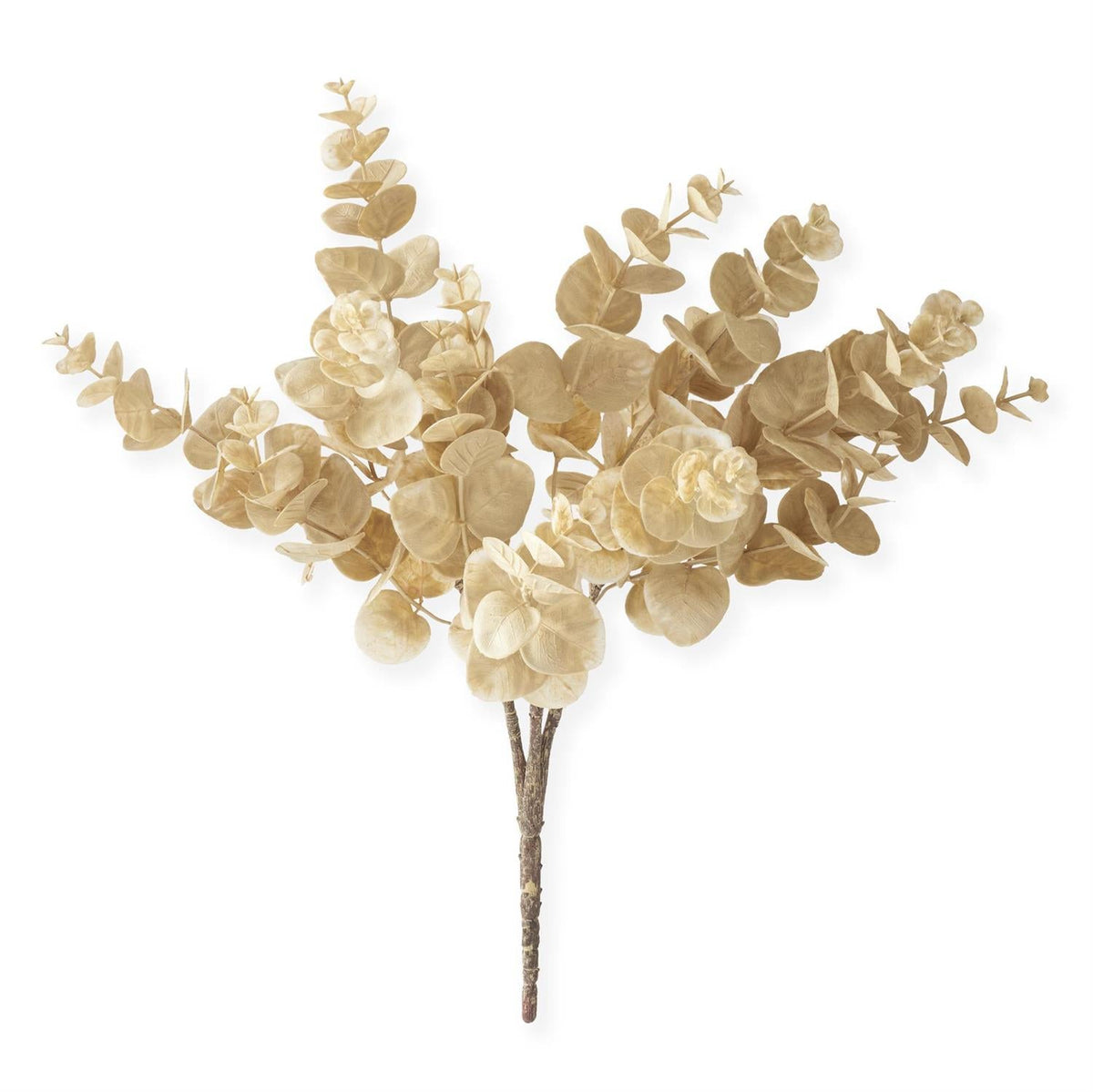 Cream Eucalyptus Bush Stem