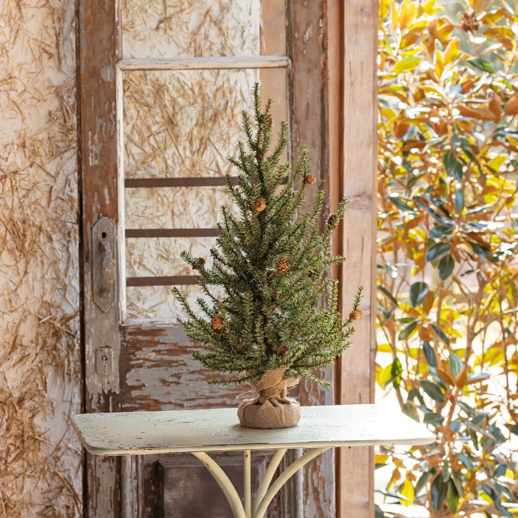 Douglas Fir Seedling Tree
